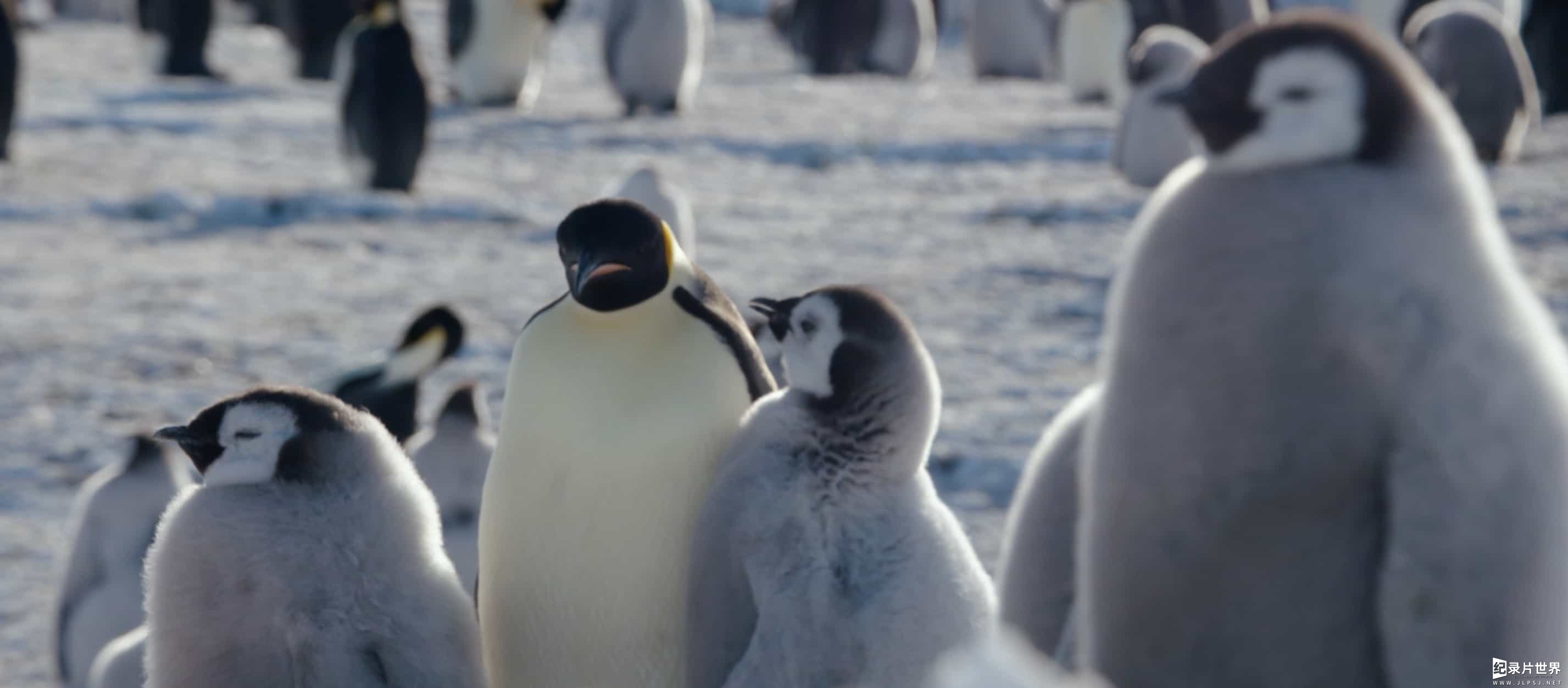 法国纪录片《帝企鹅日记 March of the Penguins 2005》2季