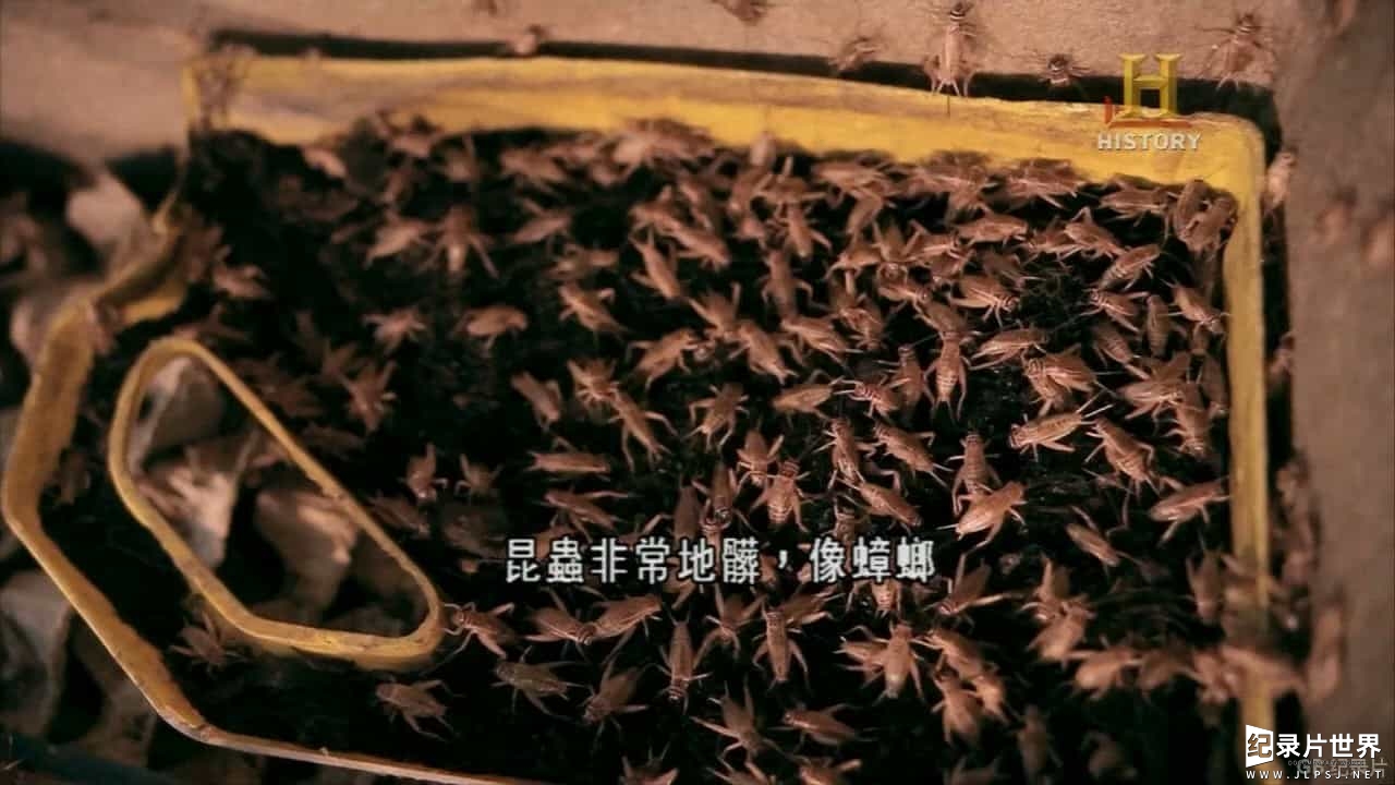 历史频道/世界美食系列《未来世界的粮食：昆虫 Future Food: Insects 2013》英语中字