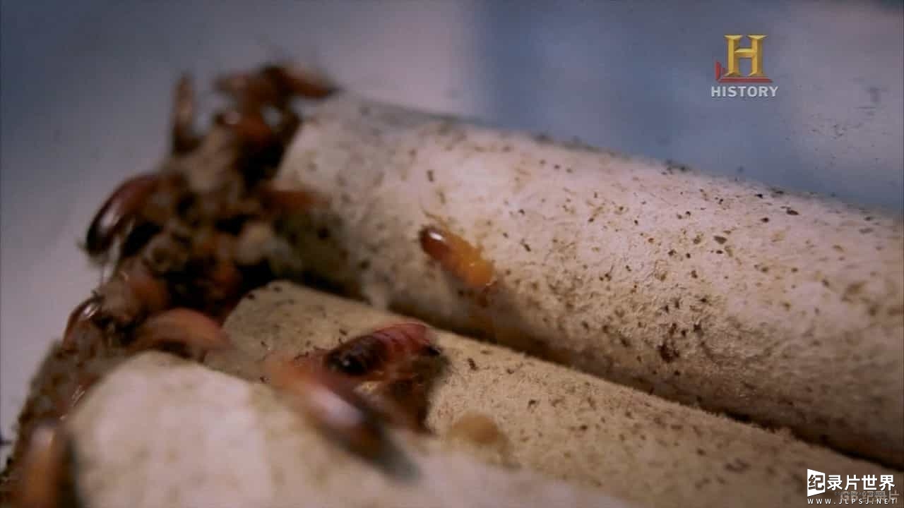历史频道/世界美食系列《未来世界的粮食：昆虫 Future Food: Insects 2013》英语中字