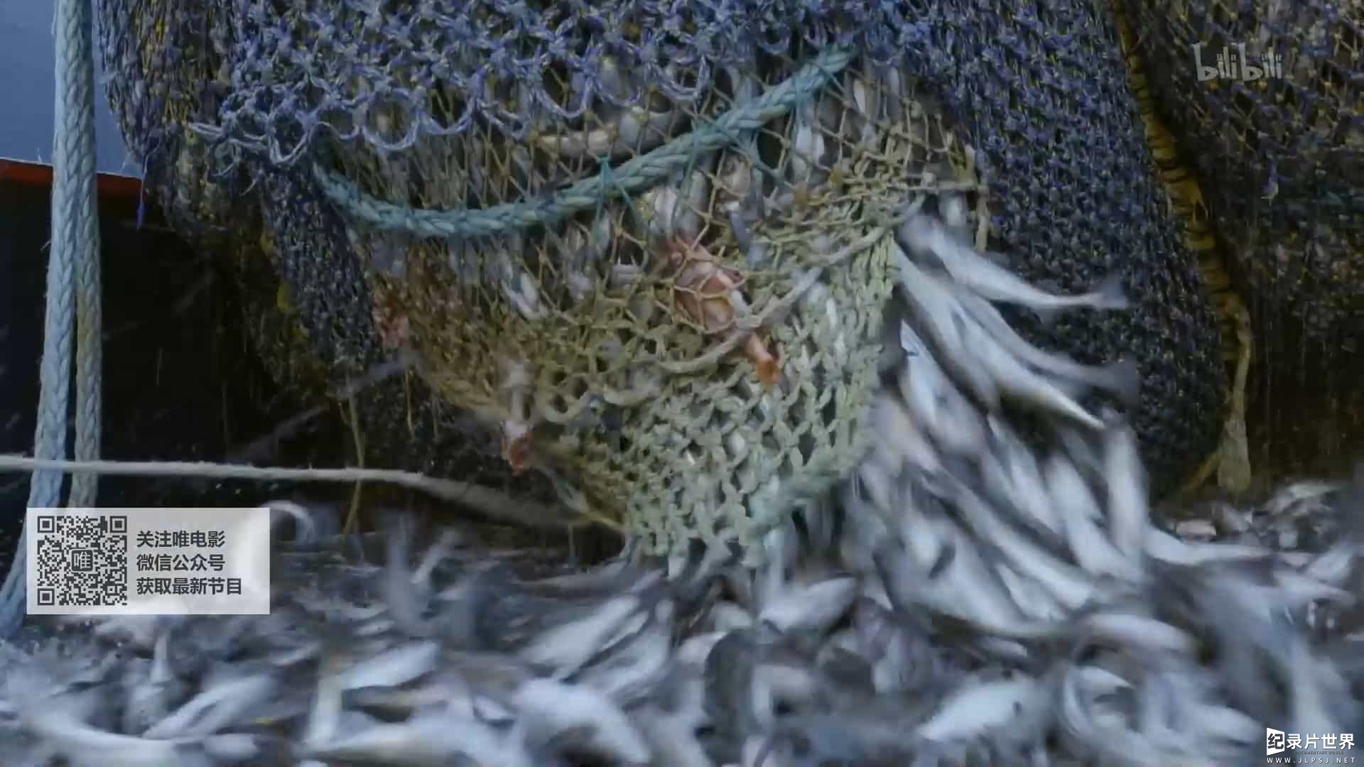 美食纪录片/世界美食系列《鳗鱼的故事 The Story of Eel 2019》全3集