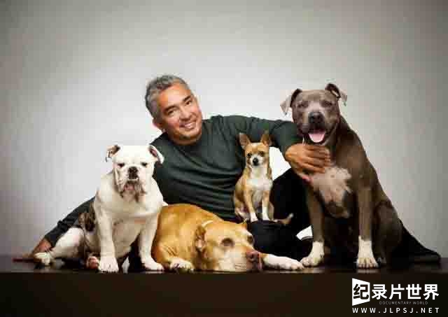 狗狗纪录片/萌宠系列《报告狗班长/狗语者 Dog Whisperer with Cesar Millan》 英语中字