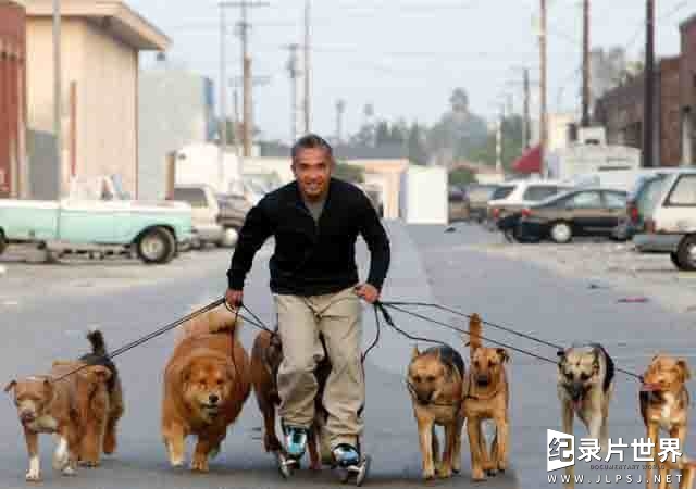 狗狗纪录片/萌宠系列《报告狗班长/狗语者 Dog Whisperer with Cesar Millan》 英语中字