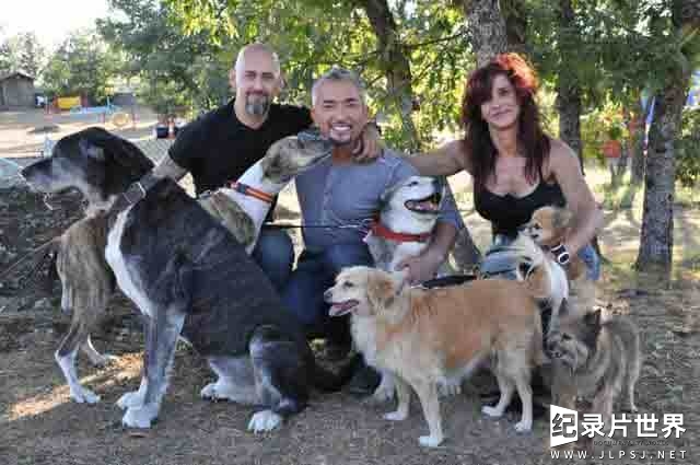 狗狗纪录片/萌宠系列《报告狗班长/狗语者 Dog Whisperer with Cesar Millan》 英语中字