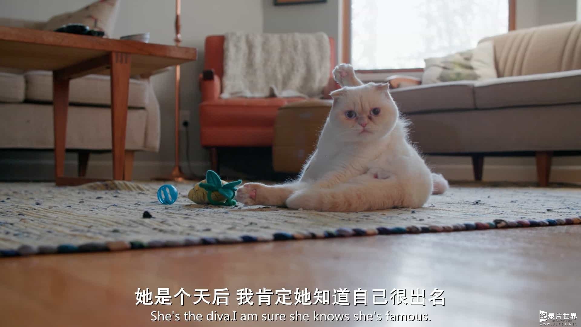 Netflix纪录片/萌宠系列《网红喵星人 #cats_the_mewvie 2020》