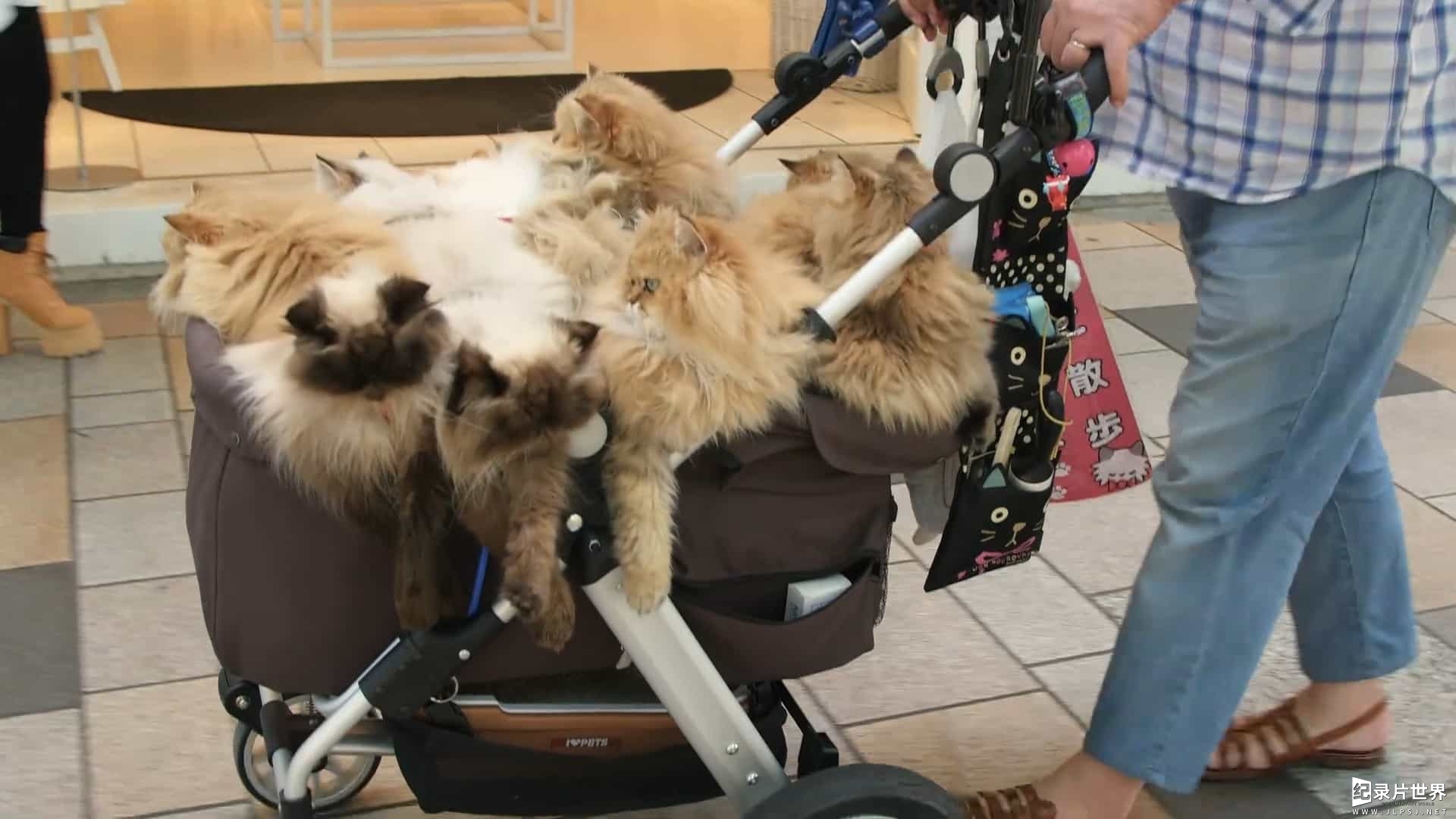 日本猫文化纪录片/萌宠系列《猫咪国度 Cat Nation: A Film About Japan’s Crazy Cat Culture 2017》