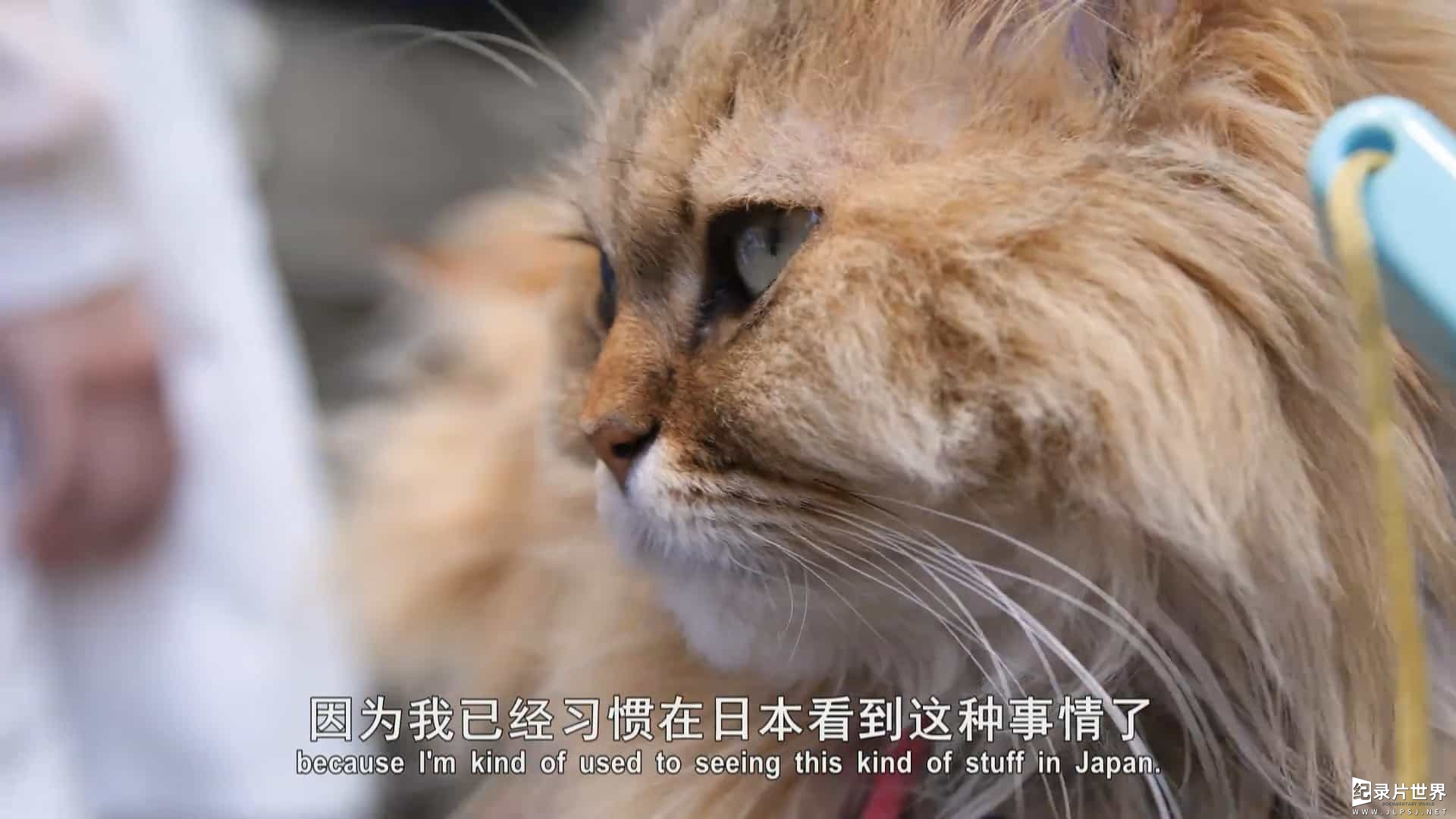 日本猫文化纪录片/萌宠系列《猫咪国度 Cat Nation: A Film About Japan’s Crazy Cat Culture 2017》