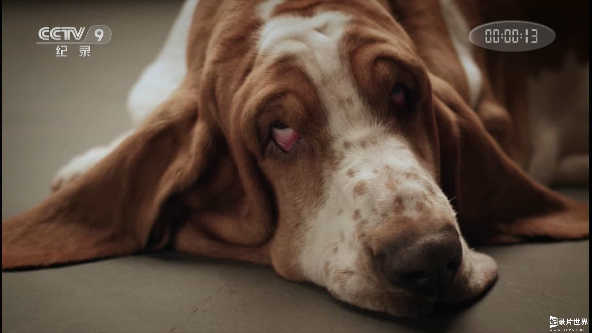 宠物纪录片/萌宠系列《萌犬秘闻/狗的秘密生活 Secret Life of Dogs 2013》