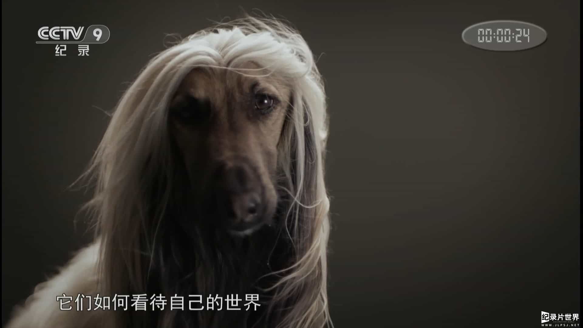 宠物纪录片/萌宠系列《萌犬秘闻/狗的秘密生活 Secret Life of Dogs 2013》