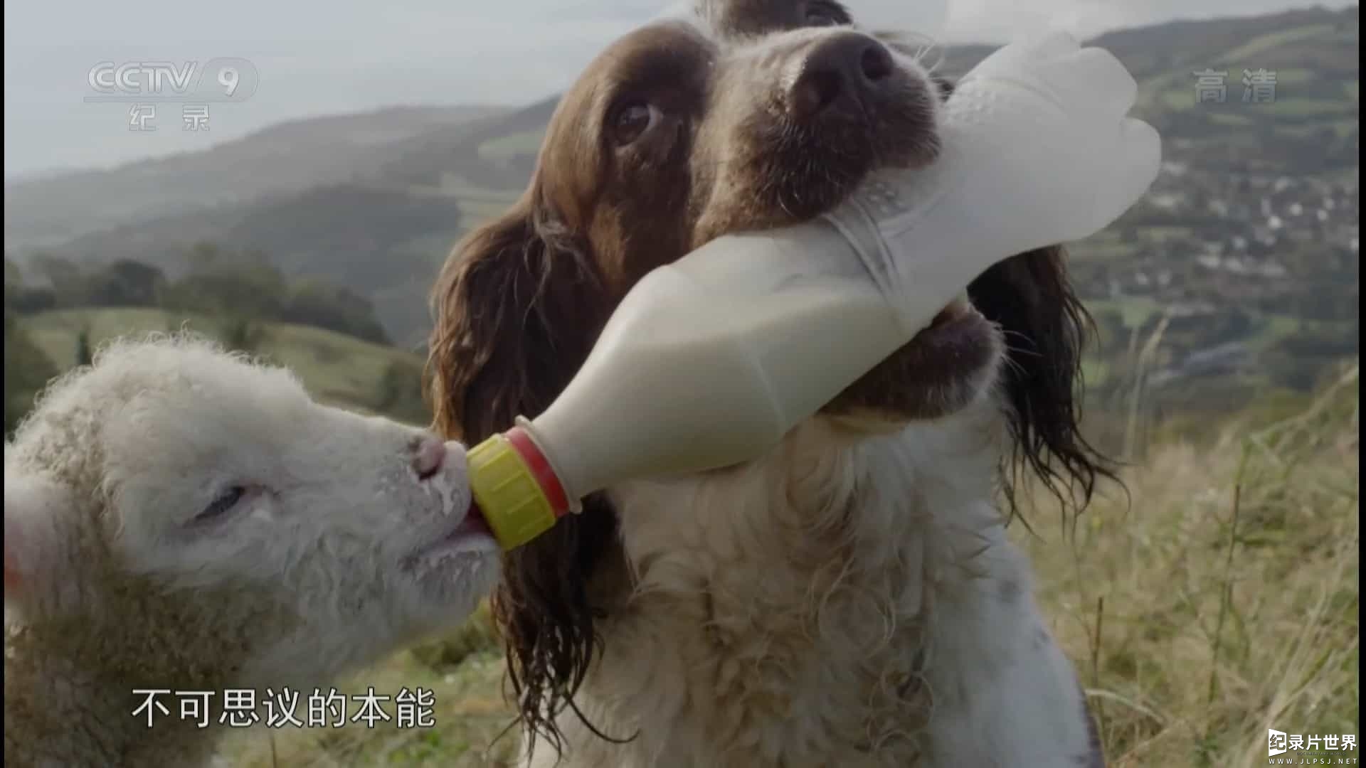 宠物纪录片/萌宠系列《萌犬秘闻/狗的秘密生活 Secret Life of Dogs 2013》