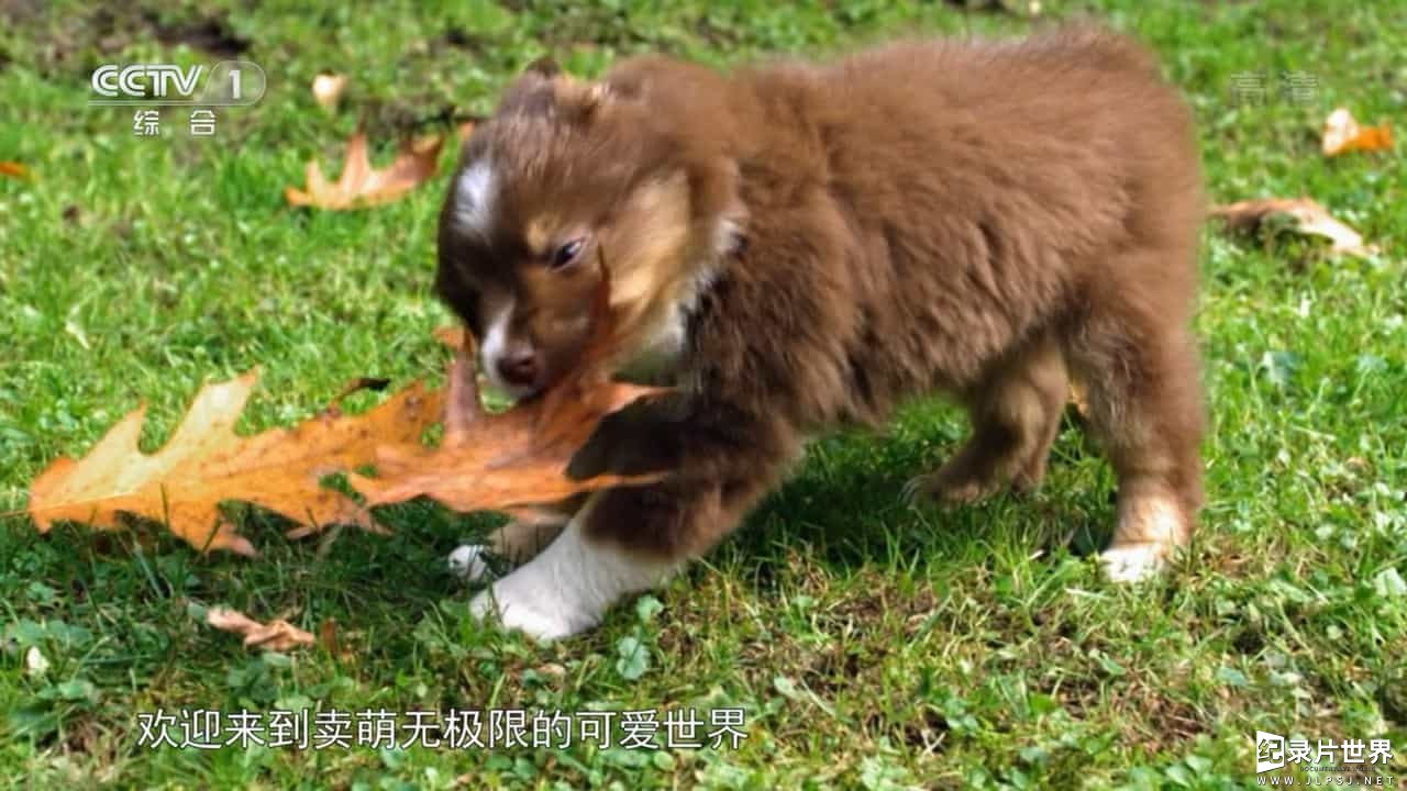 宠物纪录片/萌宠系列《萌宠成长记 Too Cute》全2季