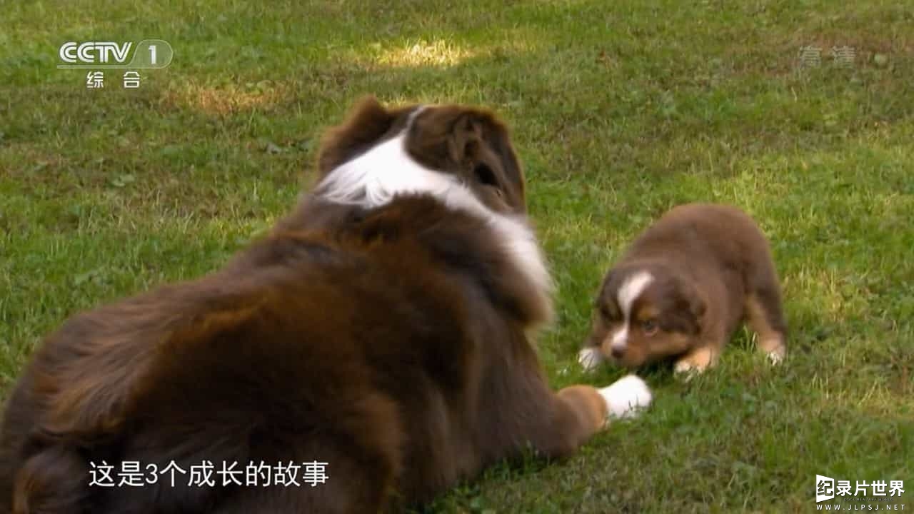 宠物纪录片/萌宠系列《萌宠成长记 Too Cute》全2季