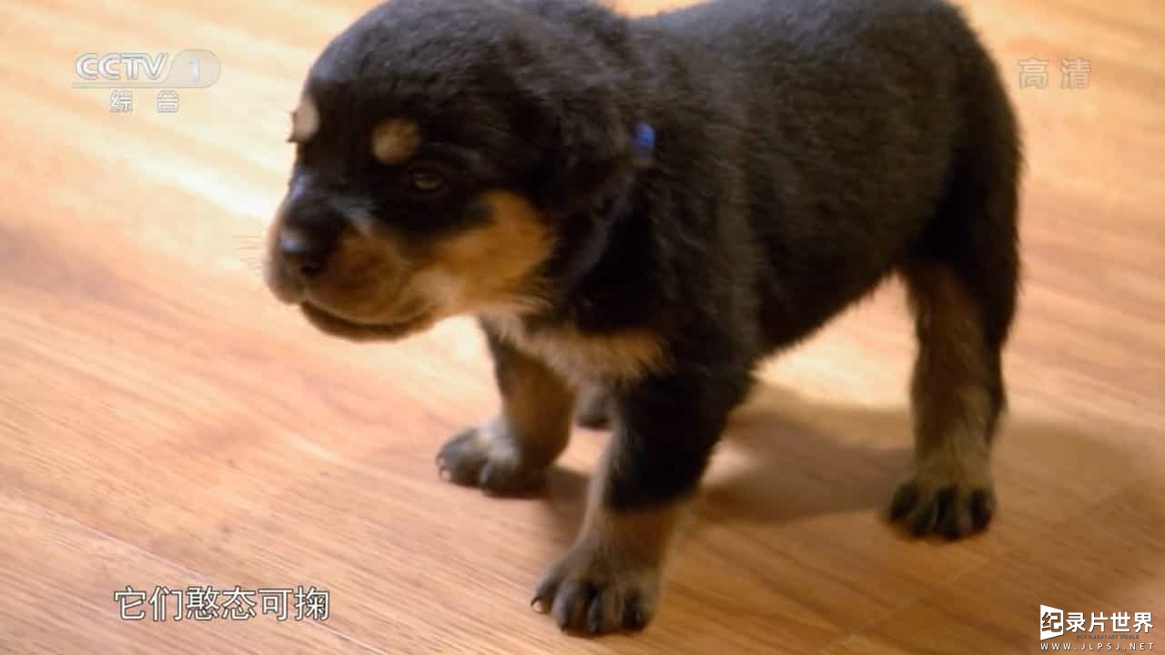 宠物纪录片/萌宠系列《萌宠成长记 Too Cute》全2季
