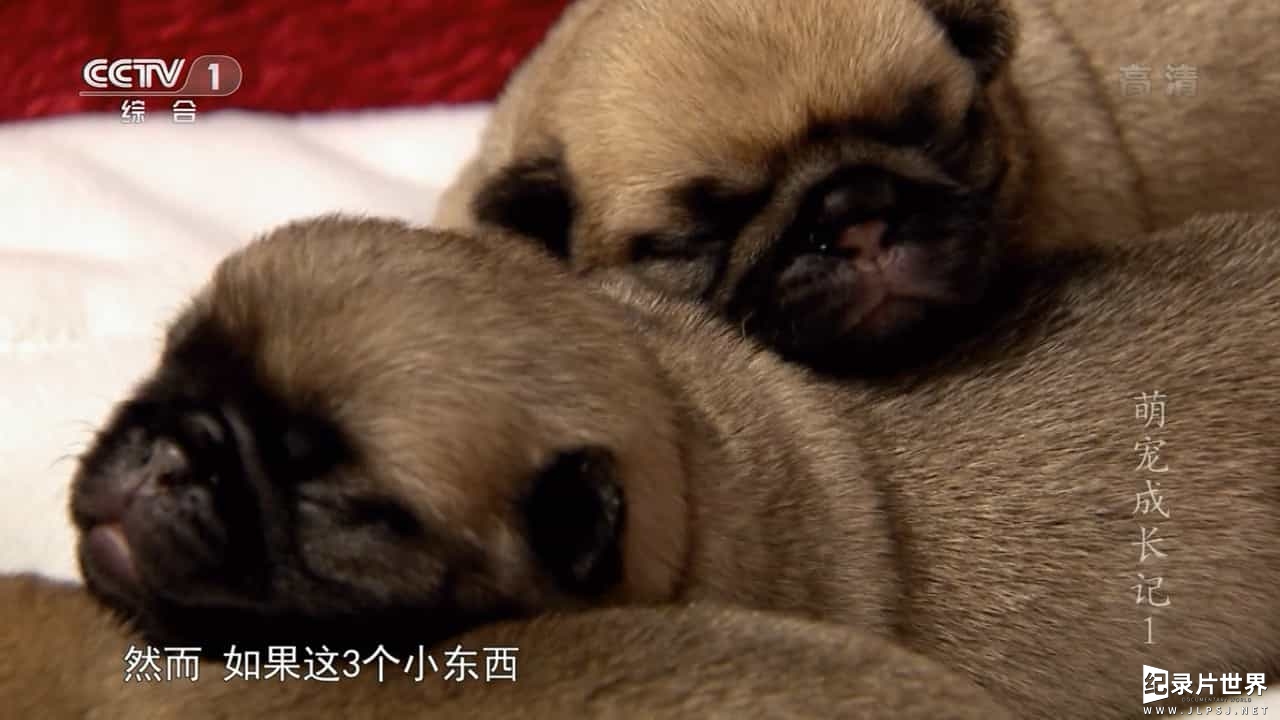 宠物纪录片/萌宠系列《萌宠成长记 Too Cute》全2季