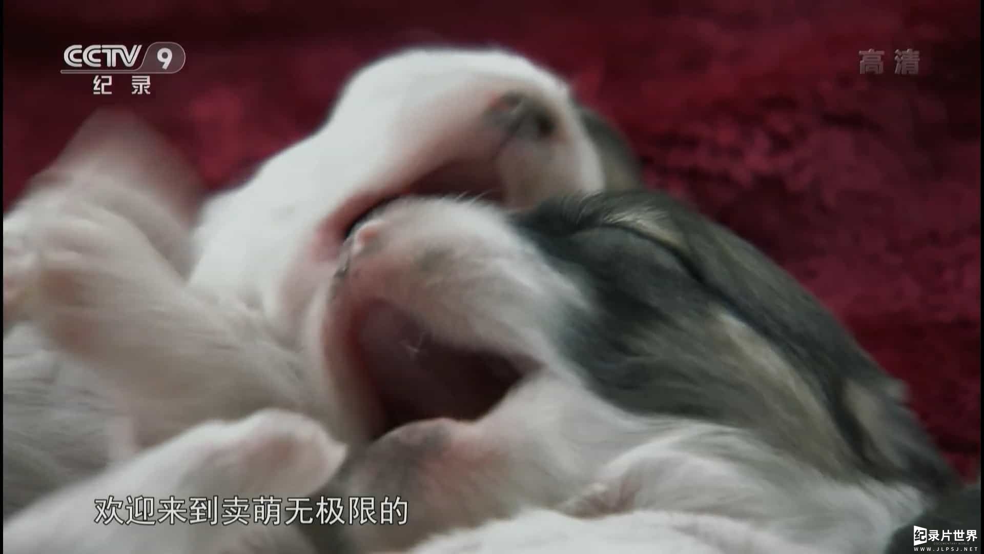 宠物纪录片/萌宠系列《萌宠成长记 Too Cute》全2季
