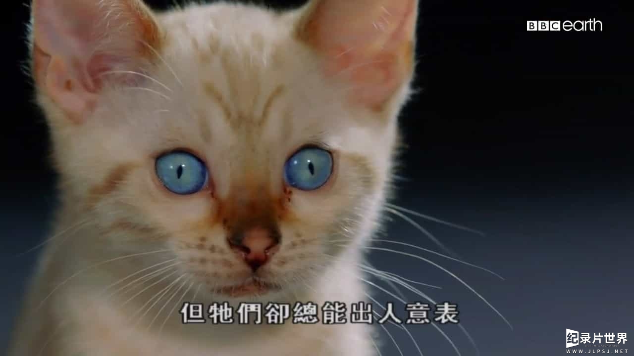 BBC纪录片/萌宠系列《猫的史诗之旅/猫科动物的故事 The Story of Cat》全3集