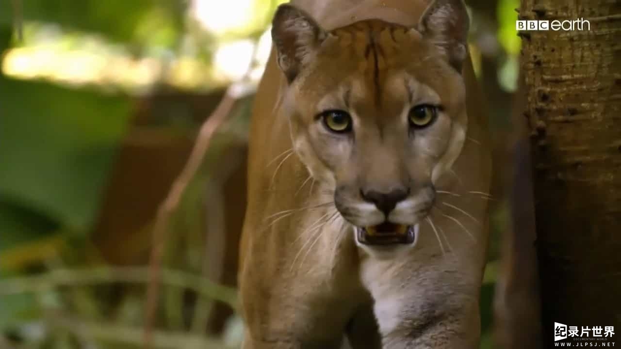 BBC纪录片/萌宠系列《猫的史诗之旅/猫科动物的故事 The Story of Cat》全3集