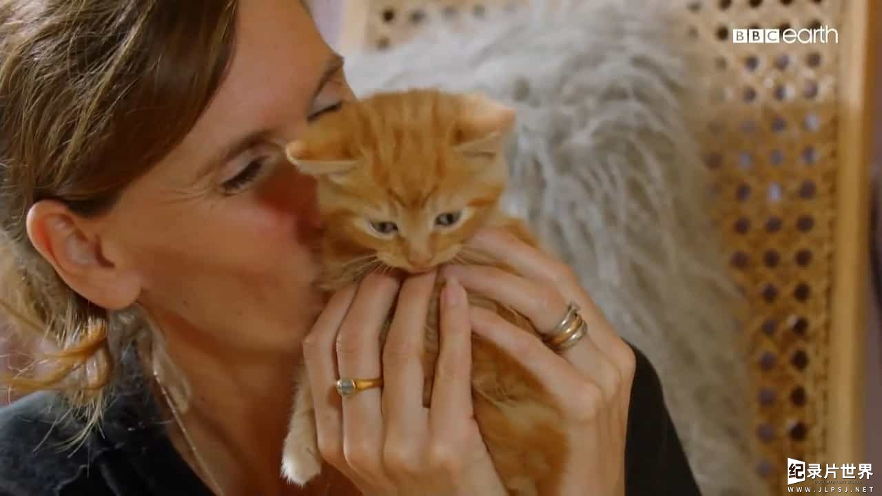 BBC纪录片/萌宠系列《猫的史诗之旅/猫科动物的故事 The Story of Cat》全3集