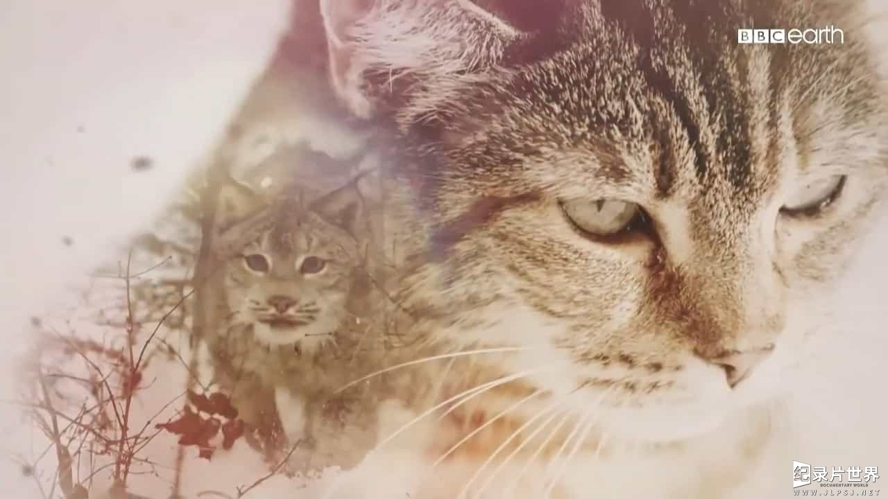 BBC纪录片/萌宠系列《猫的史诗之旅/猫科动物的故事 The Story of Cat》全3集