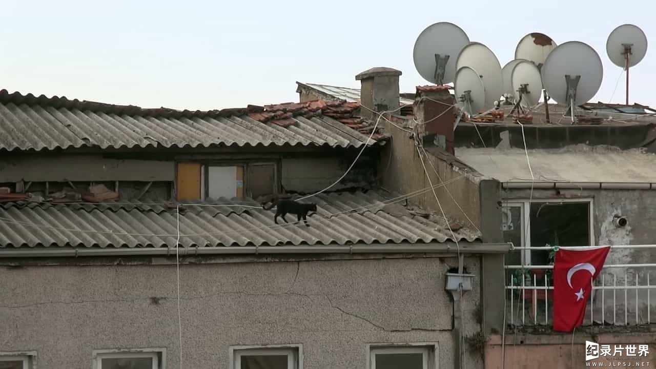 萌宠纪录片/萌宠系列《伊斯坦布尔的猫/爱猫之城 Kedi》