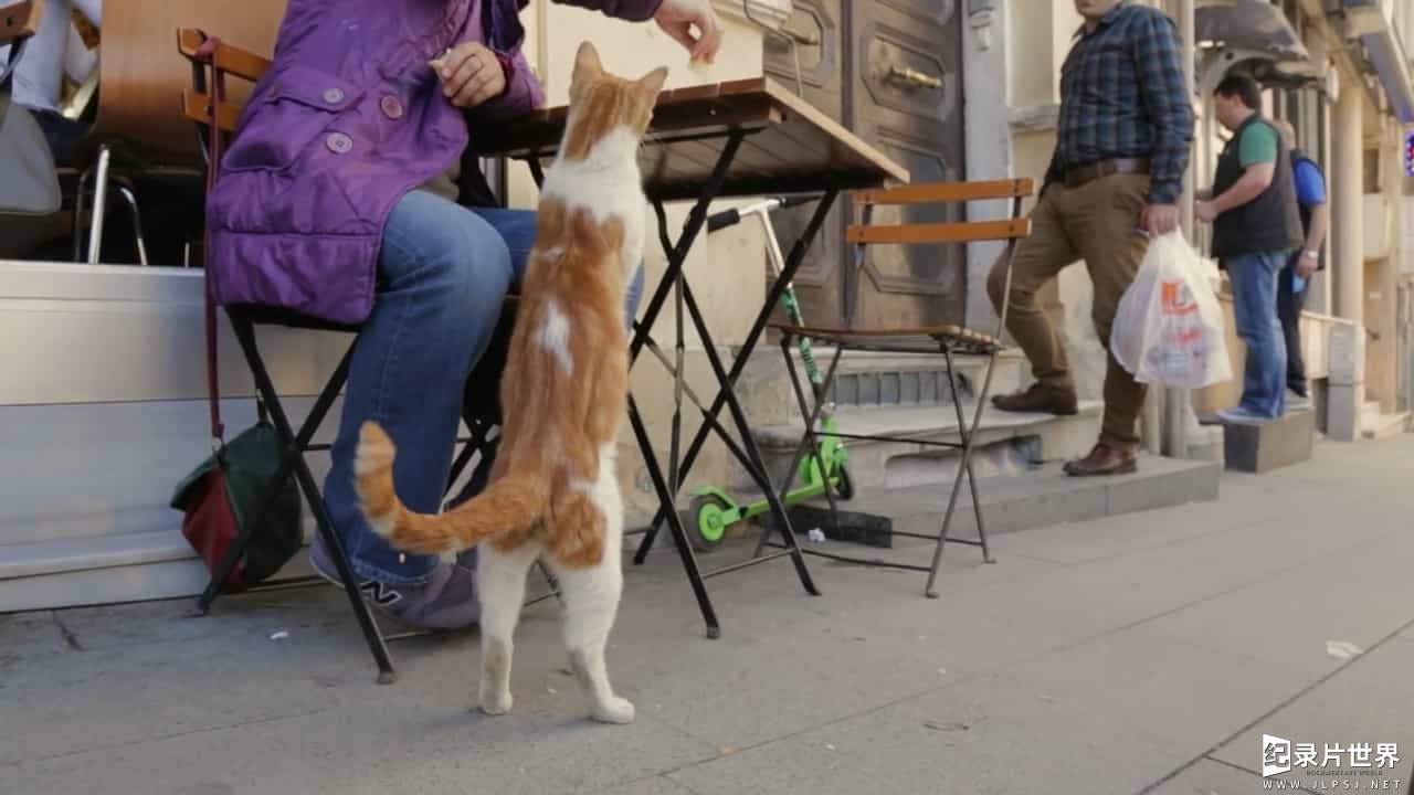萌宠纪录片/萌宠系列《伊斯坦布尔的猫/爱猫之城 Kedi》