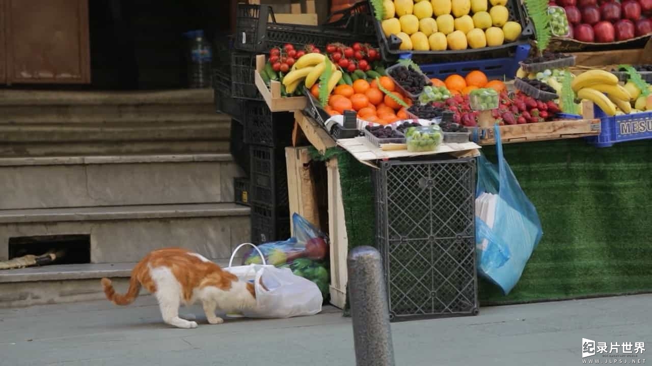 萌宠纪录片/萌宠系列《伊斯坦布尔的猫/爱猫之城 Kedi》