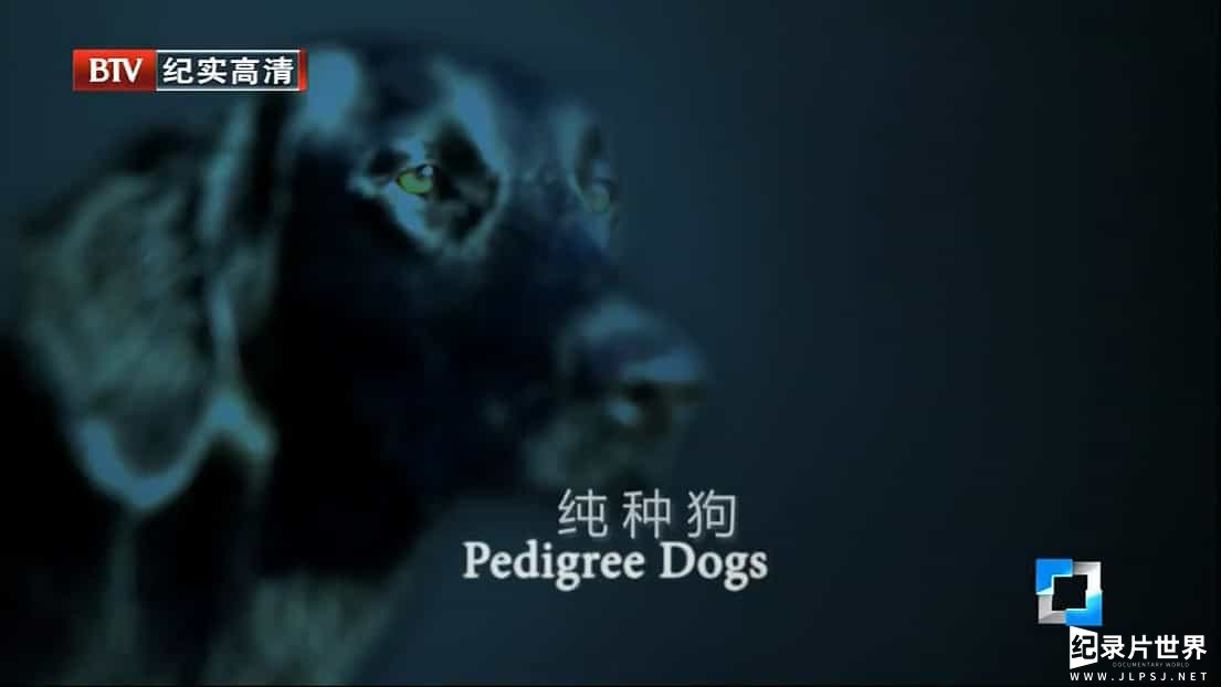 BBC纪录片《纯种狗的悲哀 Pedigree Dogs Exposed 2008》英语中字 