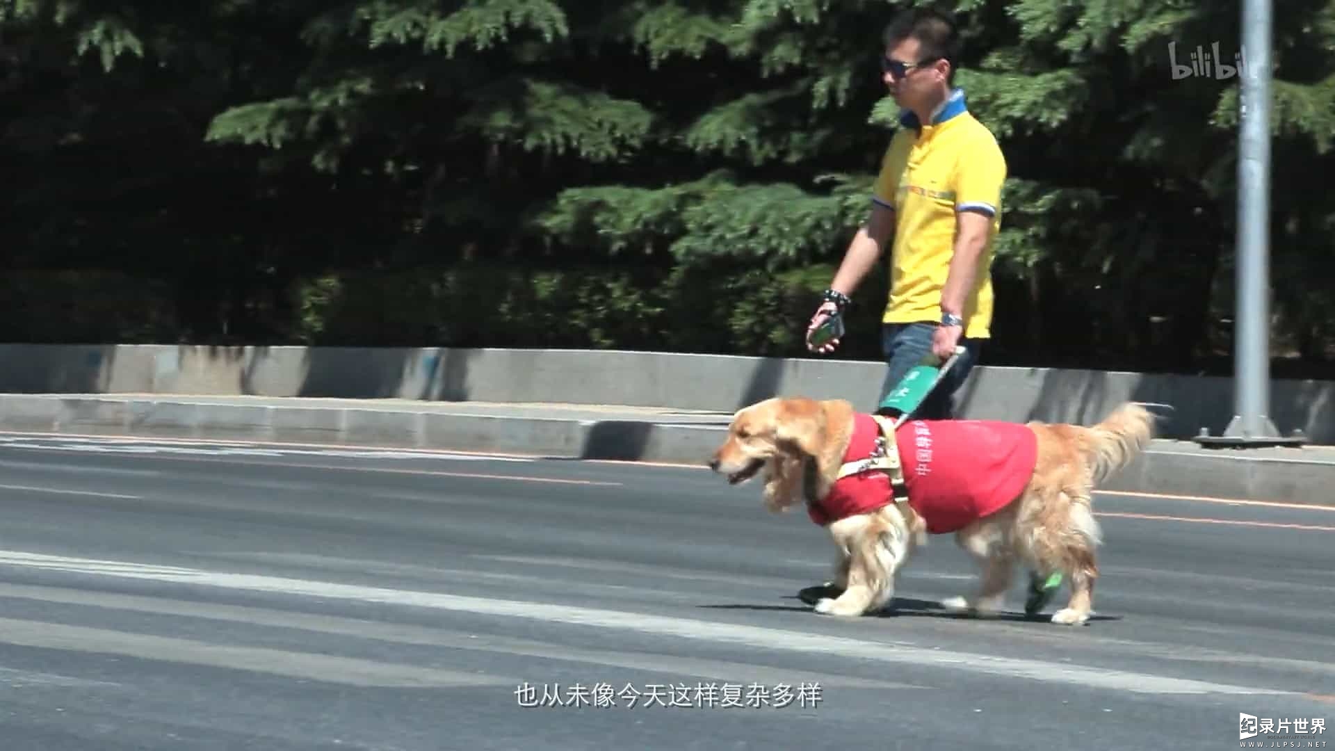 宠物纪录片/萌宠系列《狗狗在中国 Dogs in China》全5集 国语中字