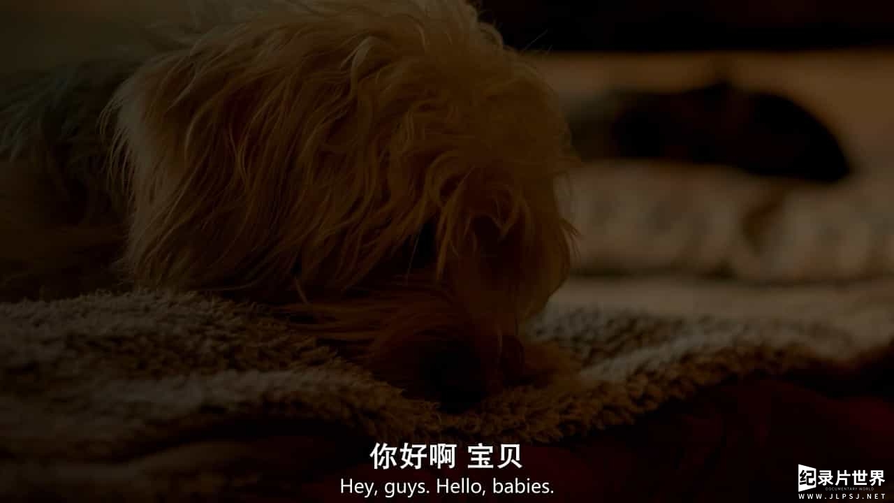 狗狗纪录片/萌宠系列《同一汪檐下 Life in the Doghouse 2018》