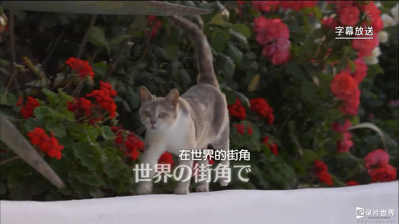 NHK猫咪纪录片/ 猫奴终极福利/萌宠系列《岩合光昭の猫步走世界 岩合光昭の世界ネコ歩き》