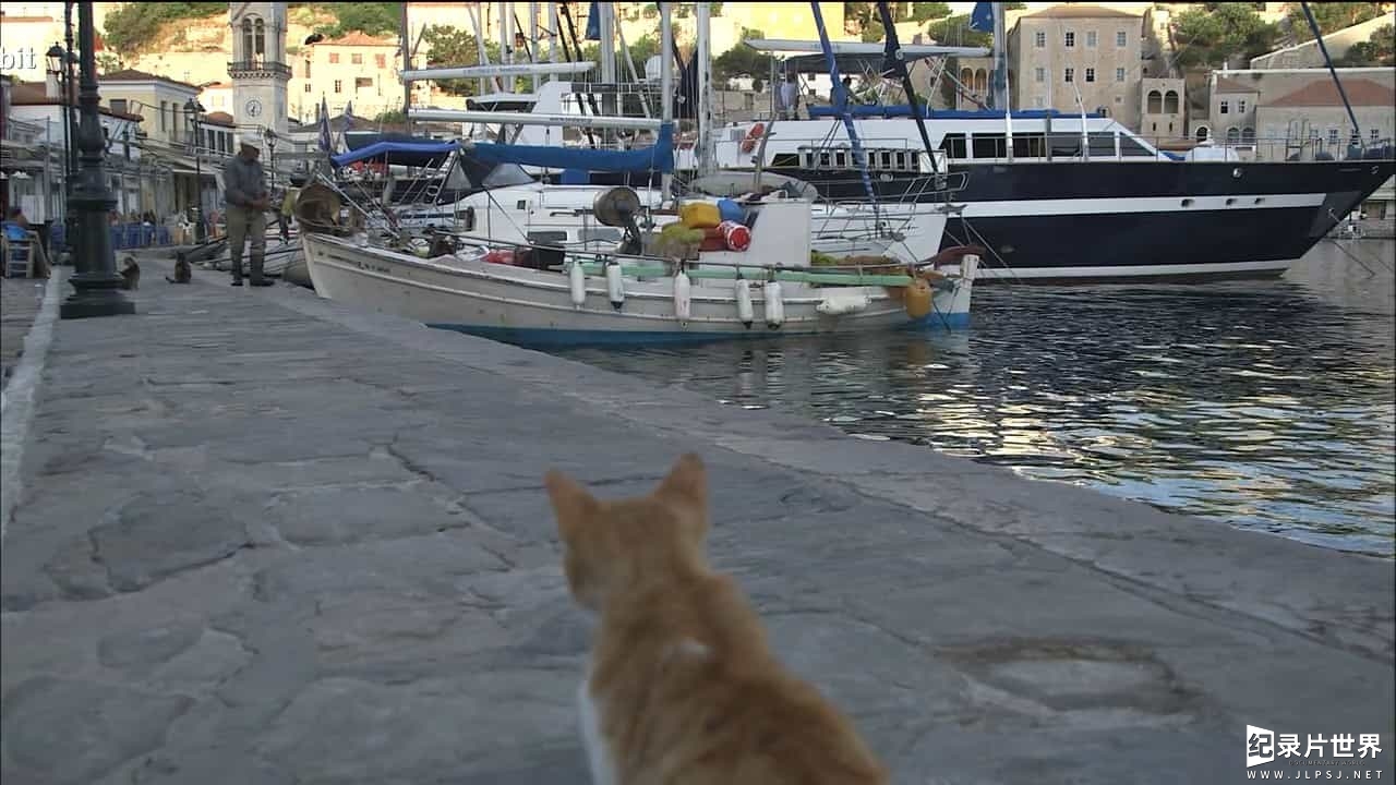 NHK猫咪纪录片/ 猫奴终极福利/萌宠系列《岩合光昭の猫步走世界 岩合光昭の世界ネコ歩き》