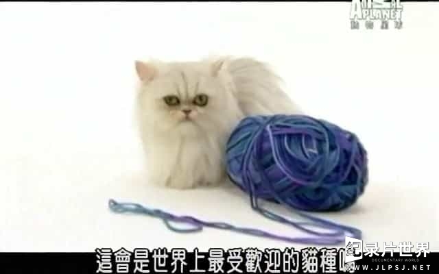 动物星球频道/ 猫咪速成班/萌宠系列《猫咪101 Cats 101》全集