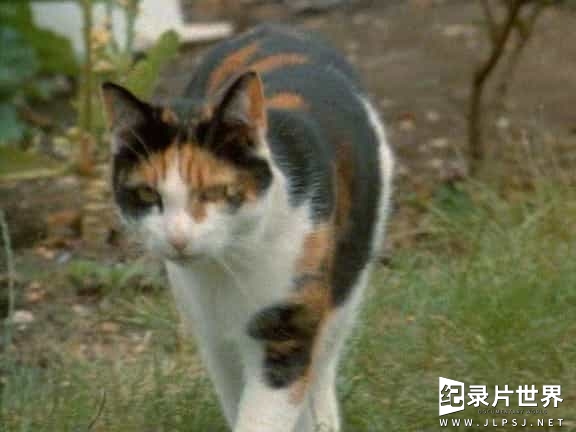 国家地理频道/萌宠系列《猫谜 Cats-Caressing The Tiger 1991》