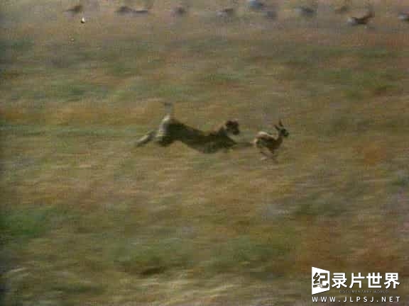 国家地理频道/萌宠系列《猫谜 Cats-Caressing The Tiger 1991》