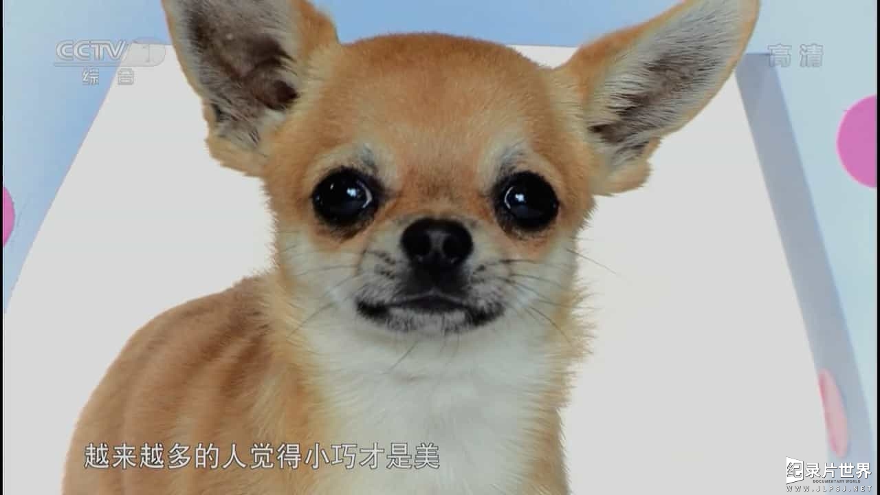 萌宠纪录片/萌宠系列《微型萌宠大本营 Super Tiny Animals 2013》全3集