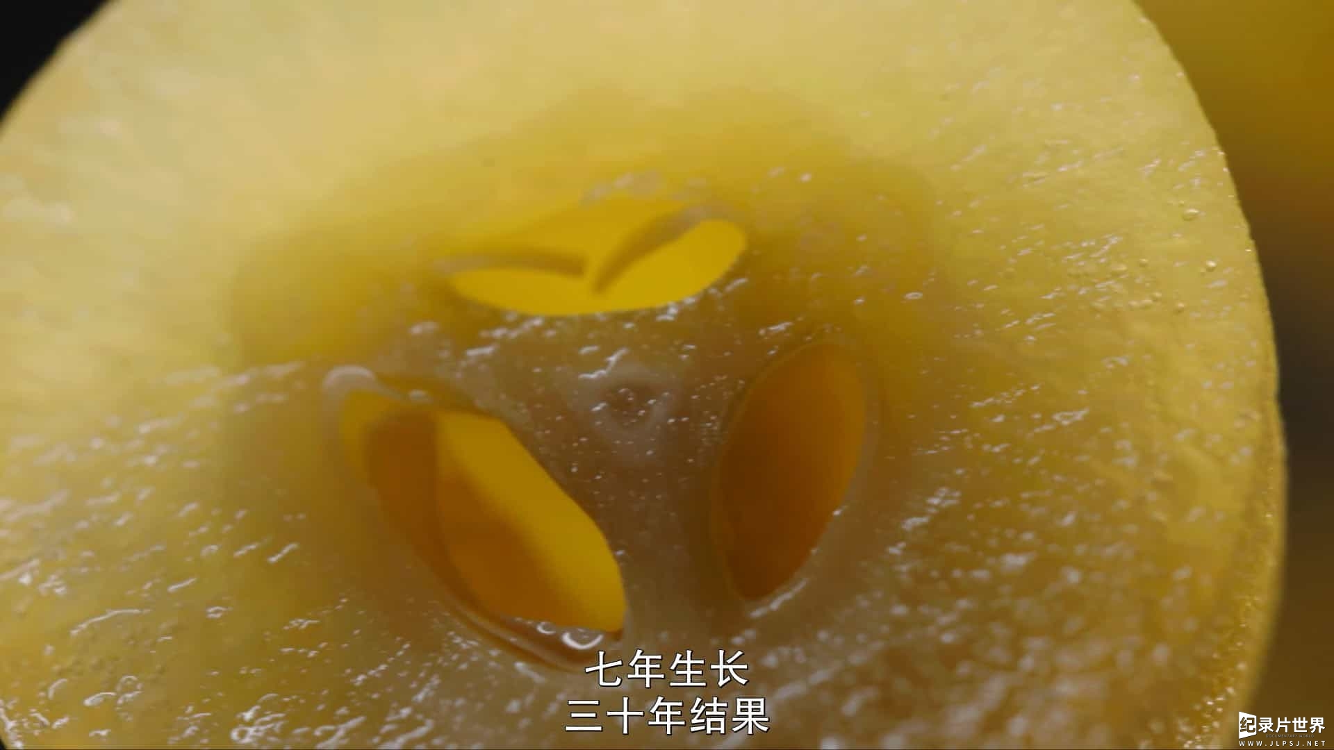 美食纪录片/中国美食系列《风味原产地·潮汕 Flavorful Origins: Chaoshan Cuisine 2019》全20集 