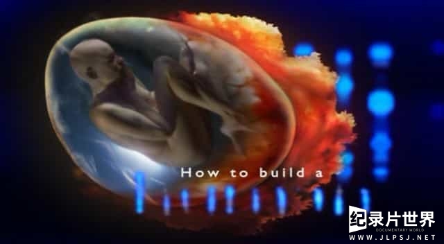 BBC纪录片/性教育系列《制造新人类 How to Build A Human 2001》