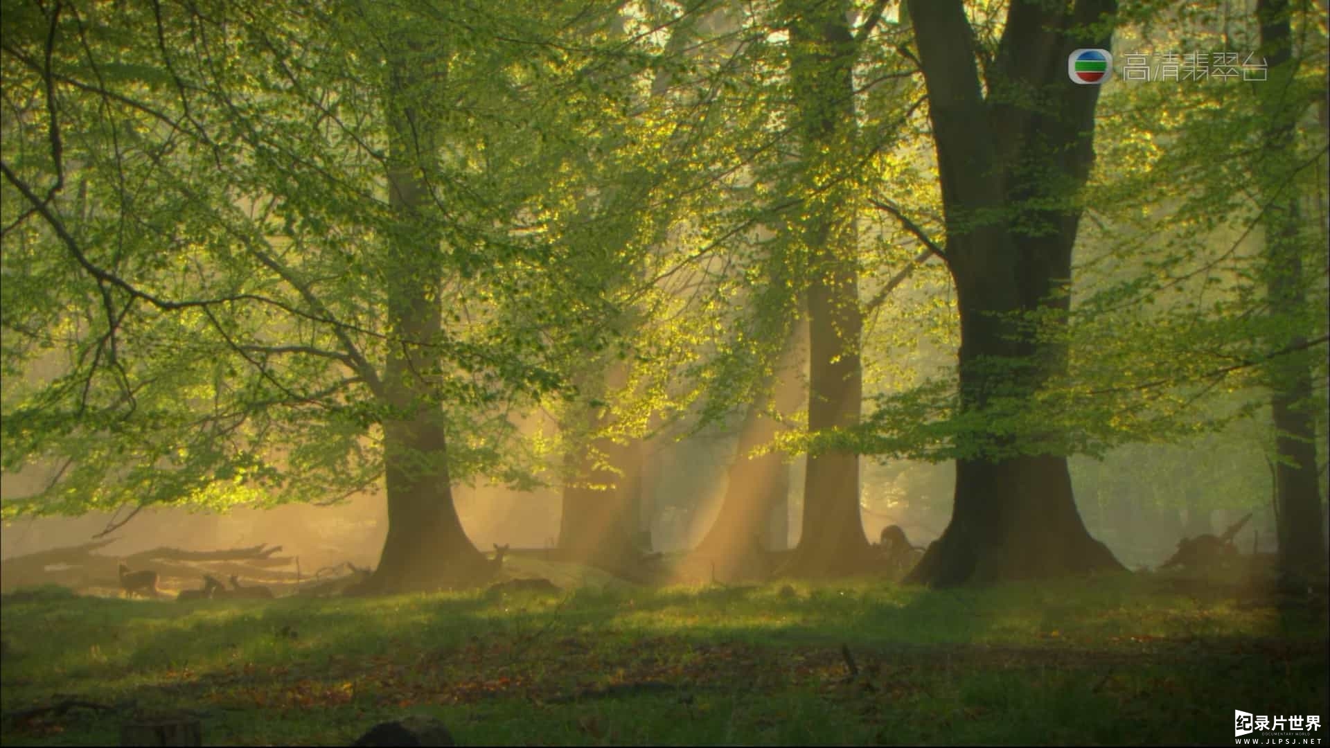 国家地理频道《森之秘境 Kingdom Of The Forest 2012》全1集
