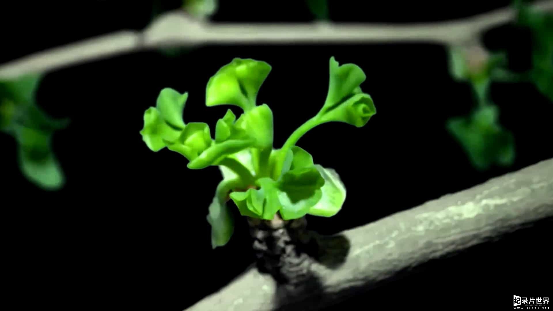 央视纪录片/ 植物纪录片《影响世界的中国植物 The Journey of Chinese Plants 2019》全10集
