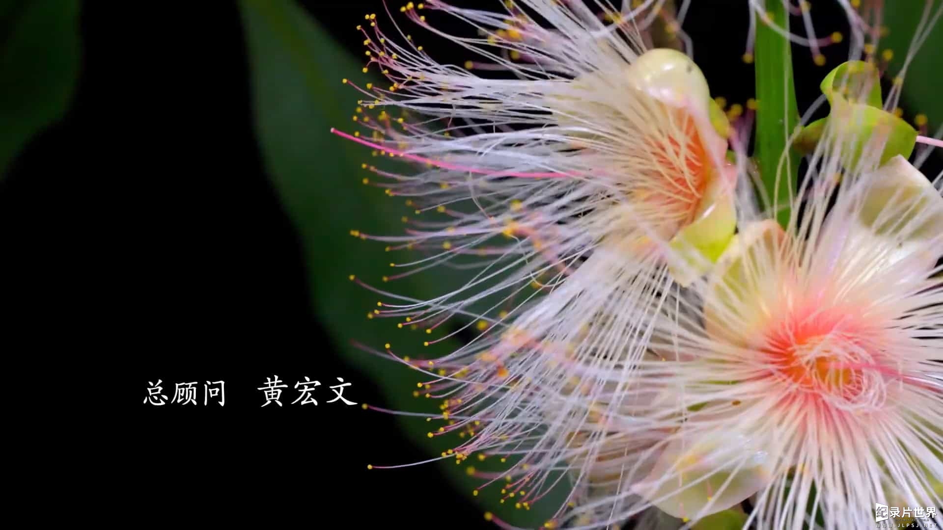 央视纪录片/ 植物纪录片《影响世界的中国植物 The Journey of Chinese Plants 2019》全10集