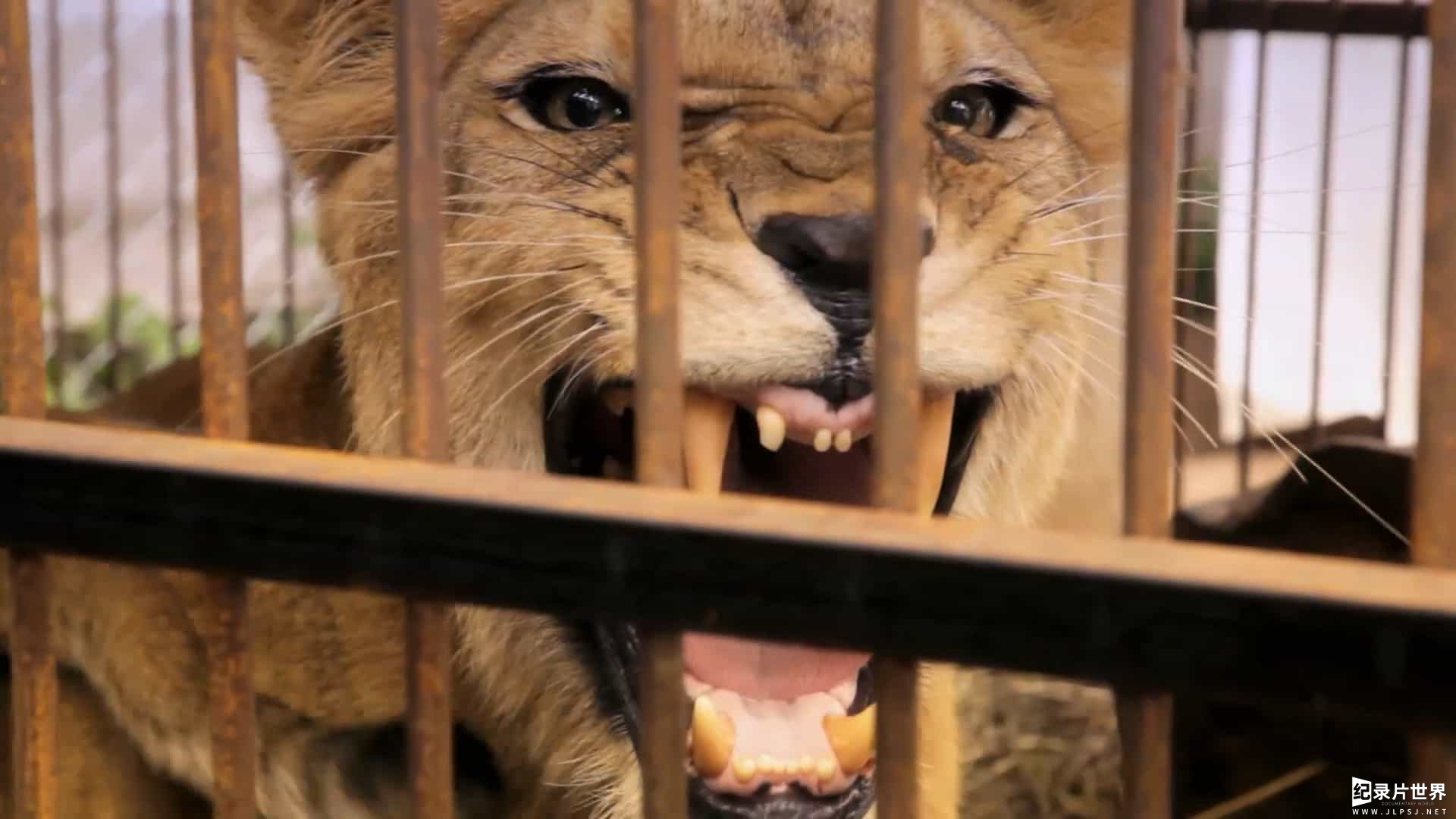 动物保护纪录片《狮子方舟 Lion Ark 2013》全1集