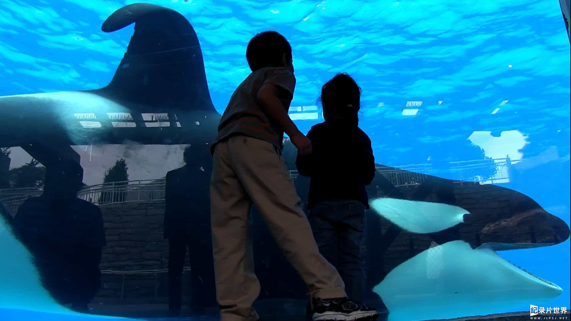 动物保护纪录片《黑鲸/黑鲸鱼 Blackfish 2013》全1集