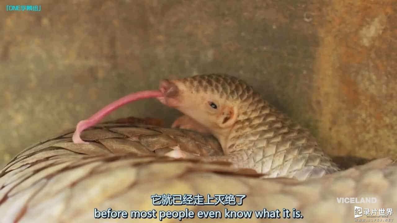 动物保护纪录片《黑市大起底：盗猎穿山甲 Black Market : Poaching Pangolin》全1集