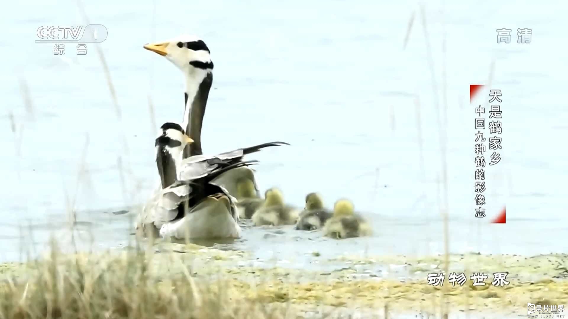 央视纪录片/动物保护《天是鹤家乡 中国九种鹤的影像志 2020》全1集