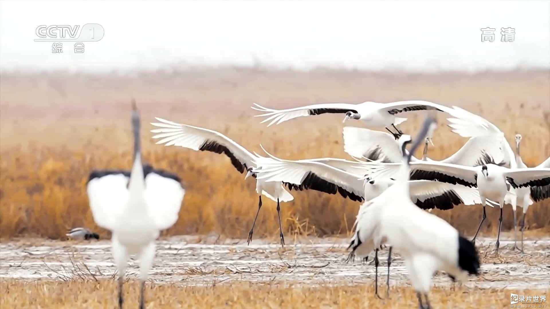 央视纪录片/动物保护《天是鹤家乡 中国九种鹤的影像志 2020》全1集