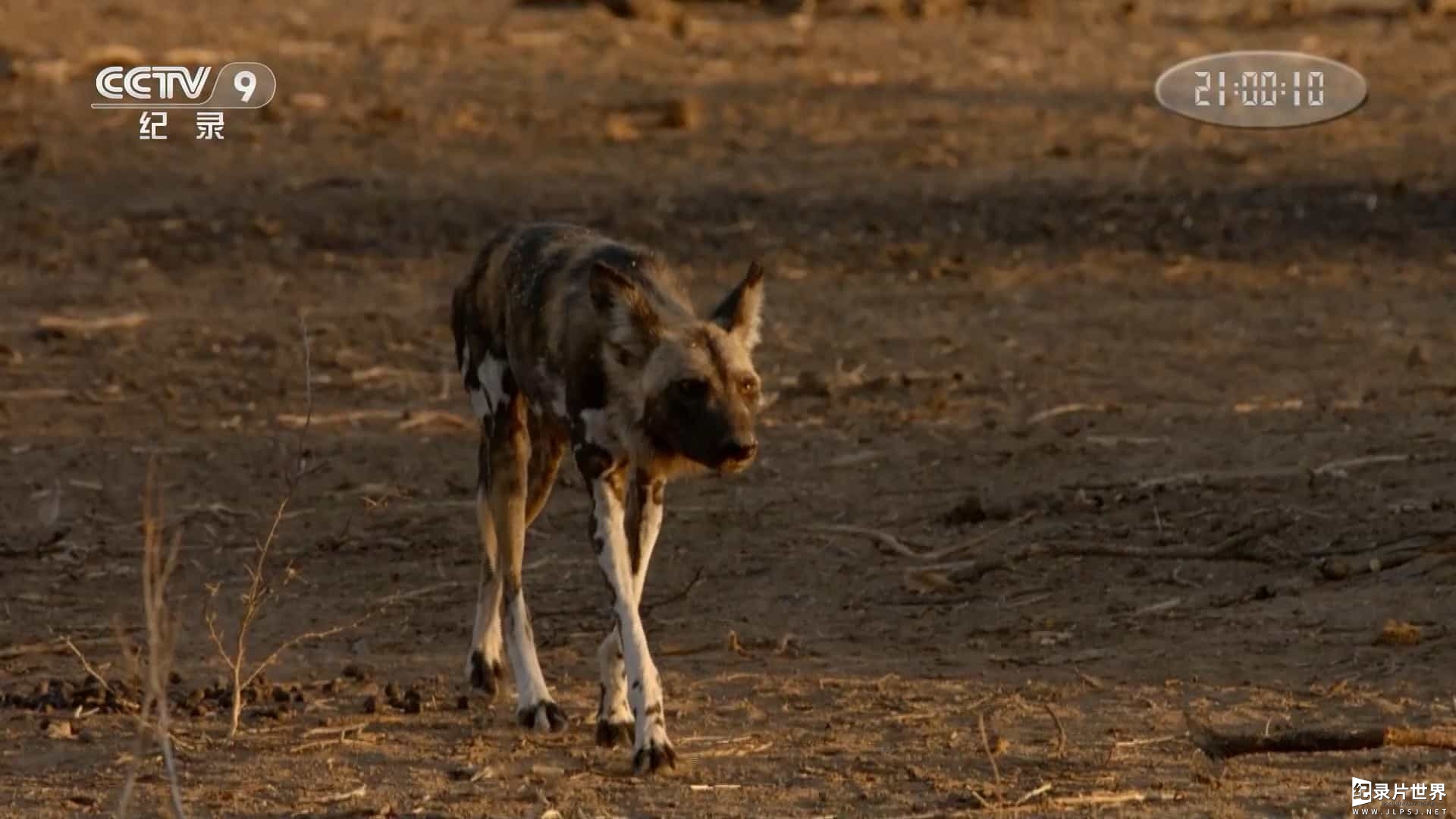 央视纪录片/动物保护《豺犬传奇/非洲野犬追踪实录A Wild Dog's Tale :The Story of a Lonely African Wild Dog/ Wild Dogs Chasing Tales 2019》全4集