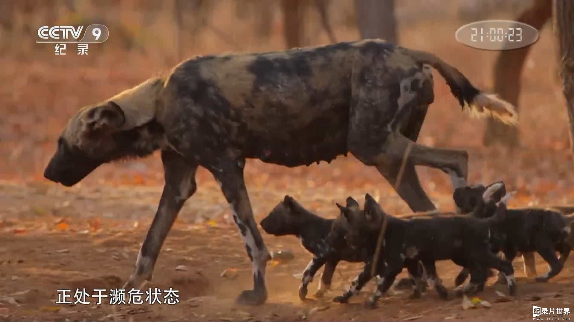 央视纪录片/动物保护《豺犬传奇/非洲野犬追踪实录A Wild Dog's Tale :The Story of a Lonely African Wild Dog/ Wild Dogs Chasing Tales 2019》全4集