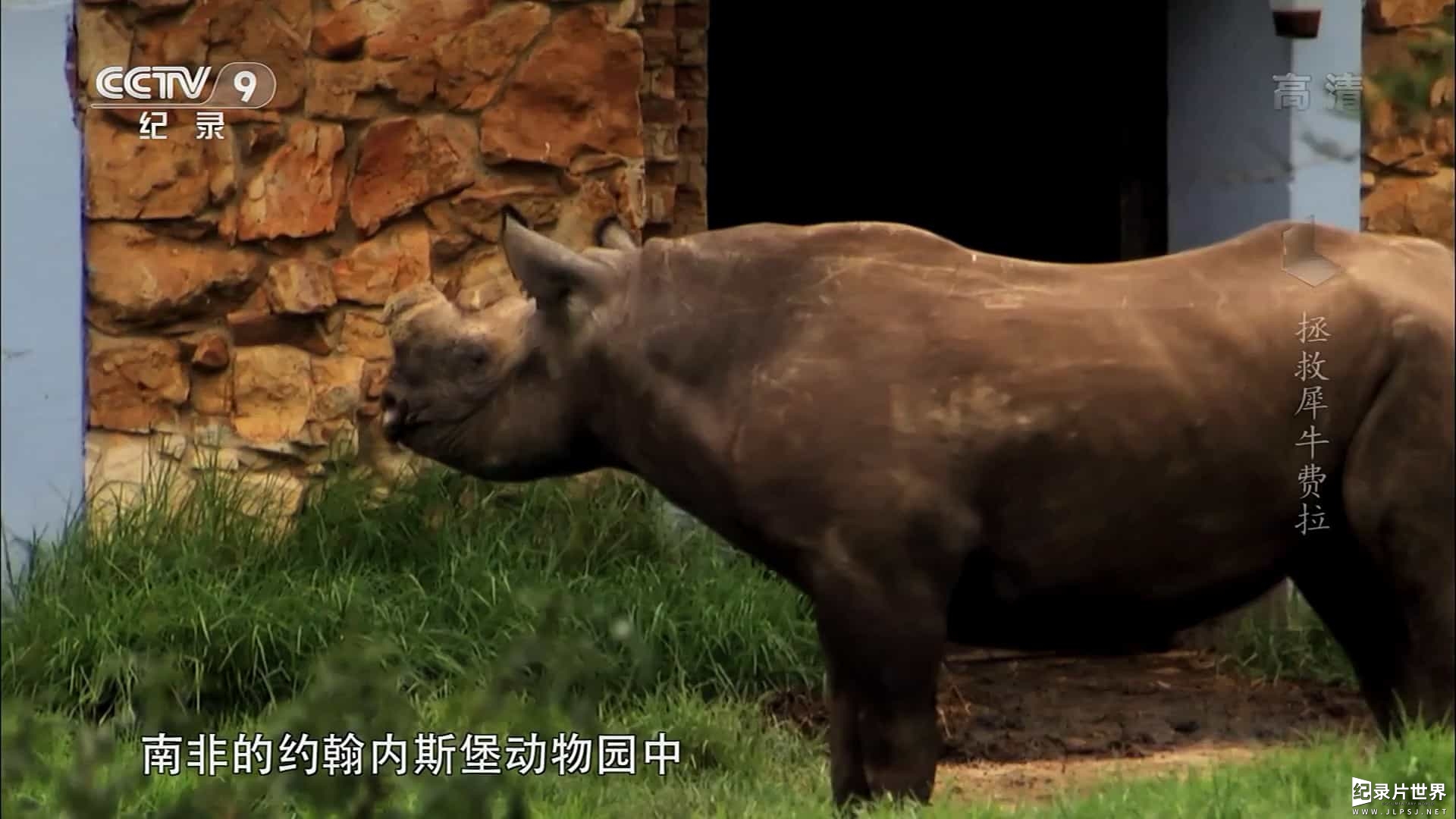BBC纪录片/央视改版/动物保护《拯救犀牛费拉 Saving Rhino Phial 2017》全1集