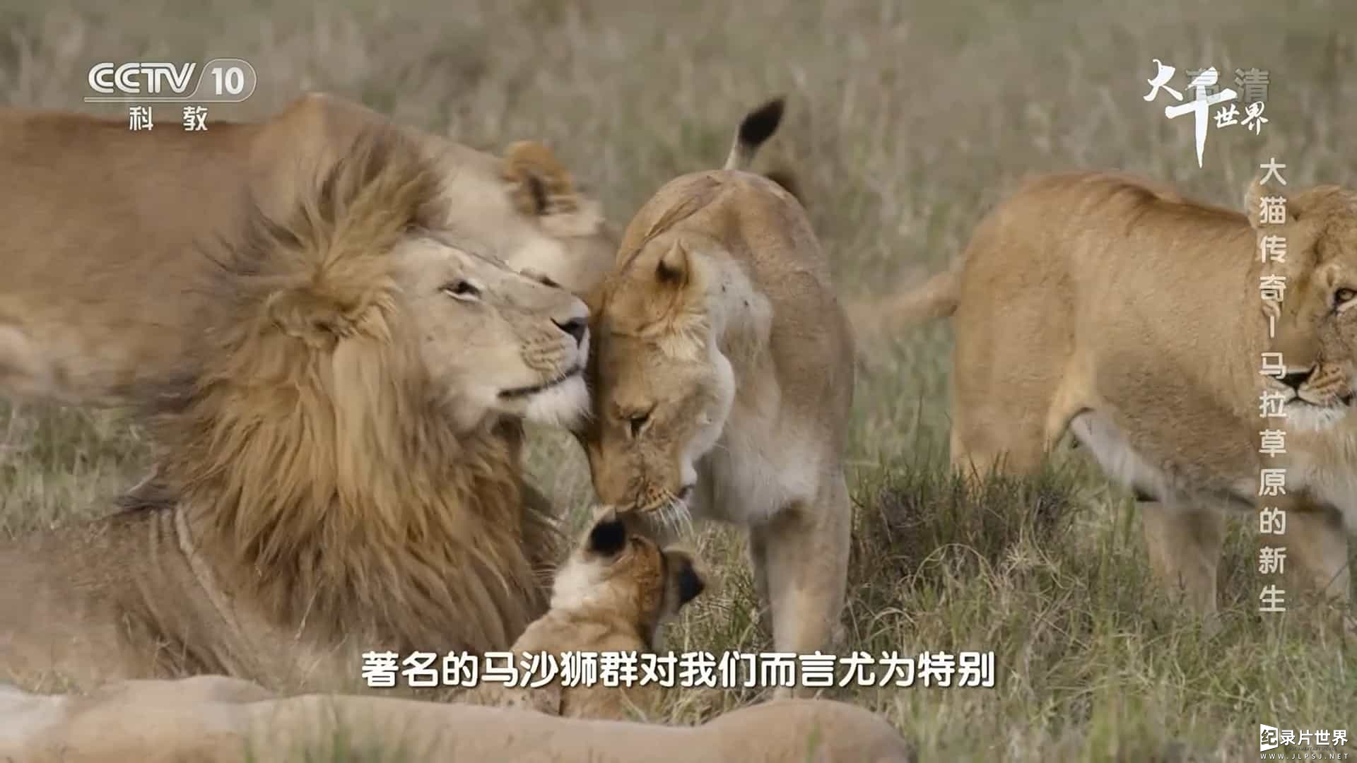 央视纪录片/动物保护《大千世界·大猫传奇 Big Cat Tales 2018》全5集