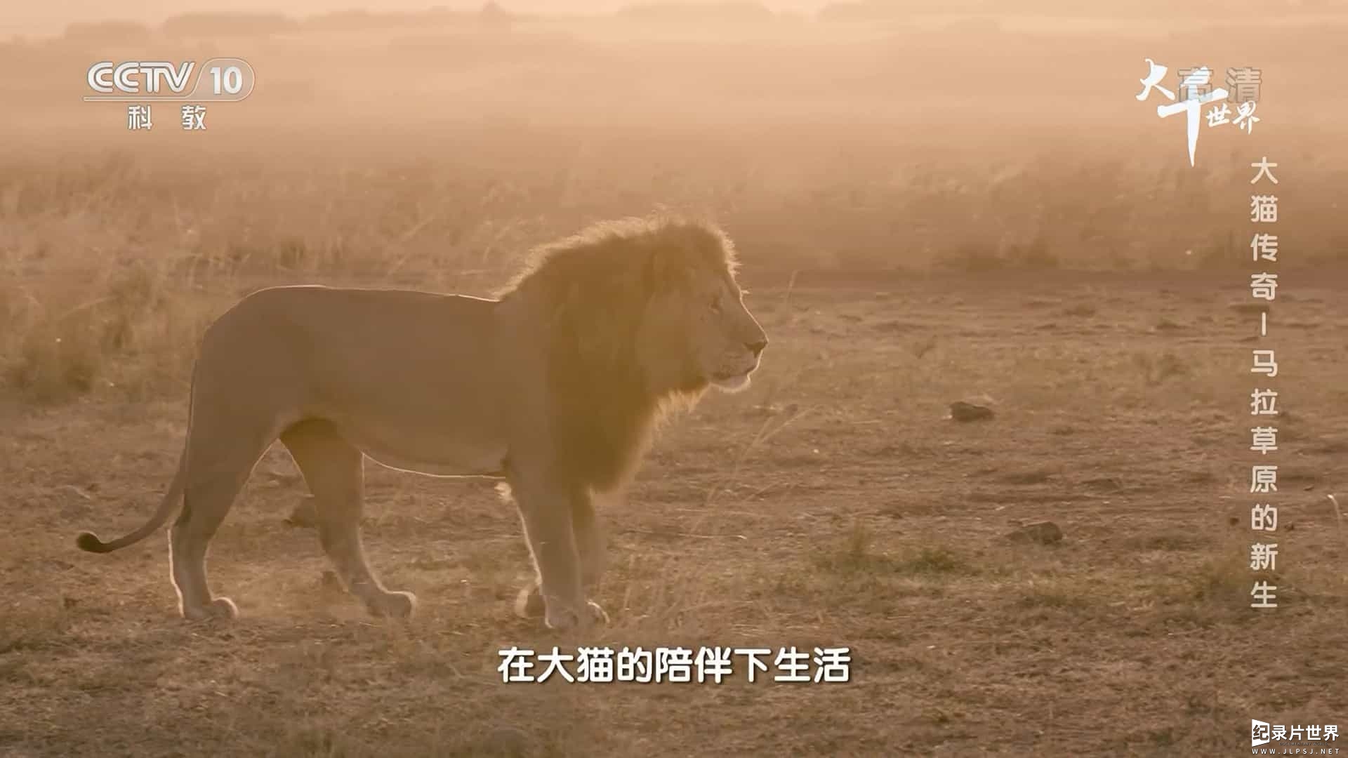 央视纪录片/动物保护《大千世界·大猫传奇 Big Cat Tales 2018》全5集