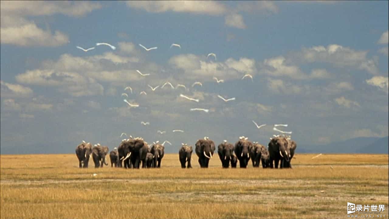 PBS纪录片/动物保护《大象”回声”的回忆 Echo: An Elephant to Remember 2010》全1集